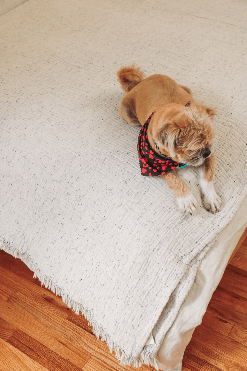 OddBird Blankets Limited Edition Pamuk Blanket